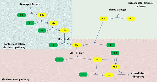 Three pathways that make up the classical blood coagulation pathway