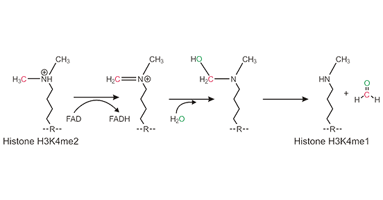 LSD1 Demethylation Mechanism