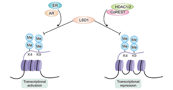 LSD1 acts as both transcriptional activator or repressor