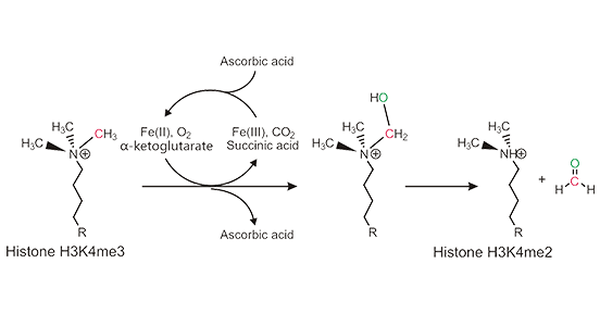 JmjC Demethylation Mechanism