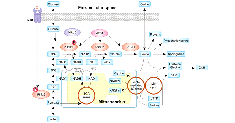 Regulation of the de novo serine synthesis pathway and the myriad fates of the serine 

product