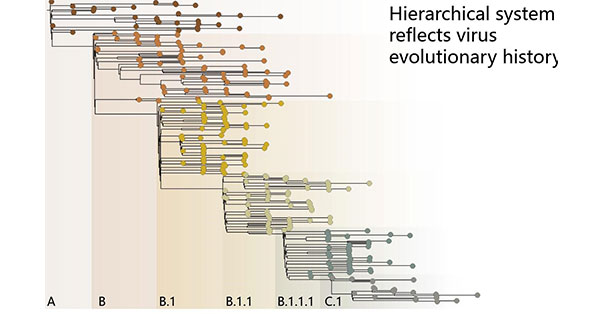 Pango lineages