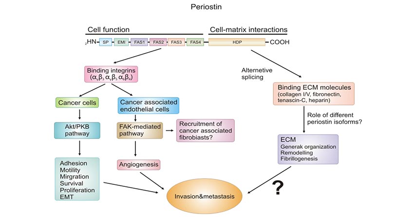 The primary structure of POSTN mainly comprises an alternatively spliced region consisting of nine exons at the C-terminus, four consecutive FAS1 domains in the central portion of the protein, and the EMILIN (EMI) domain and signal peptide sequence at the N-terminus.