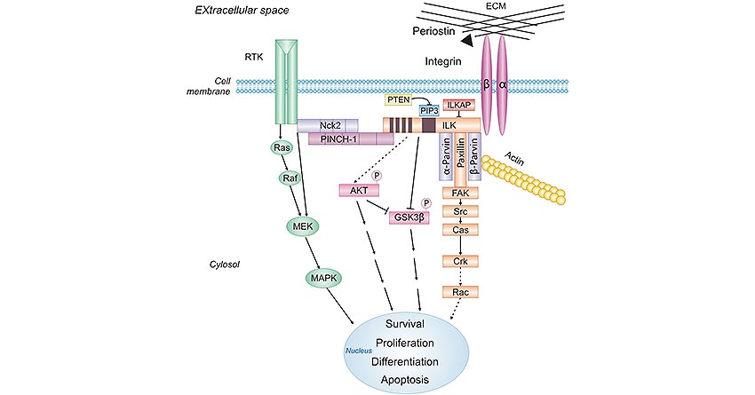 POSTN-activated pathways during cancer progression