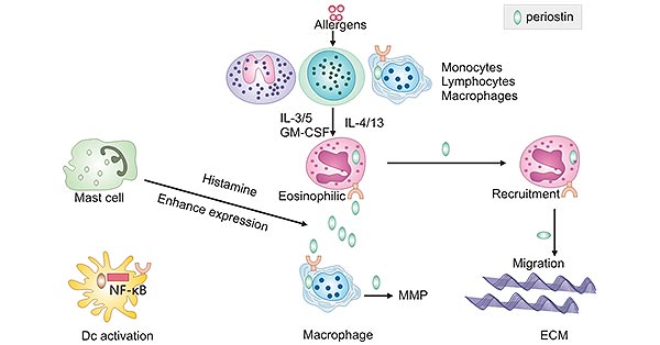 The involvement of POSTN in the pathogenic process of eosinophilic asthma