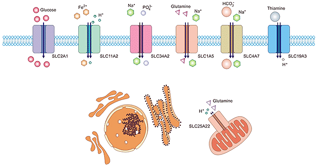 SLCs-mediated movement across the membrane