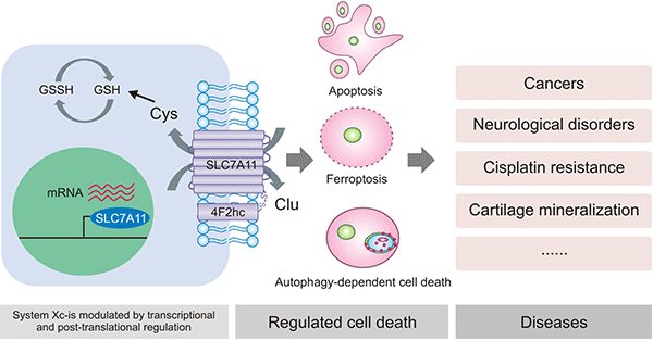 SLC7A11 plays a key role in System Xc- involved in biological functions