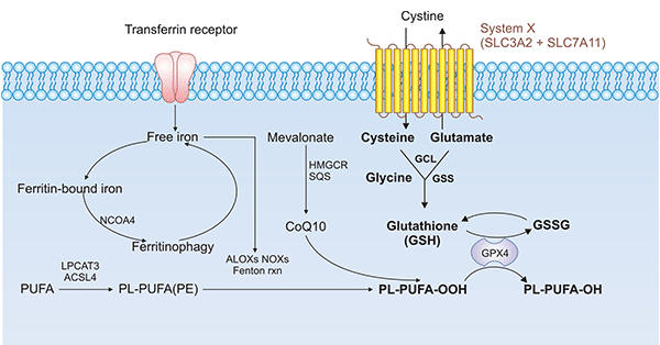 SLC7A11/GPX4 pathway in ferroptosis