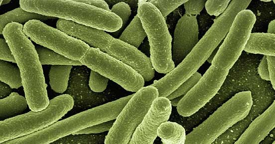 The morphology of Mycobacterium tuberculosis.