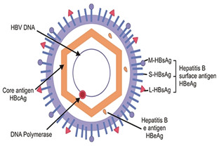 What Is Hepatitis B Virus?