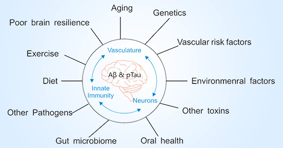 The pathogenic factors of Alzheimer's disease