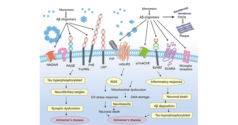 Biological functions of Aβ in Alzheimer's disease