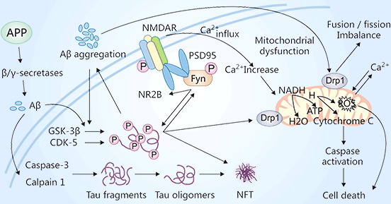 Reciprocal toxicity between Aβ and tau