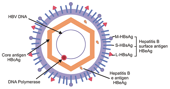 HBV structure and components