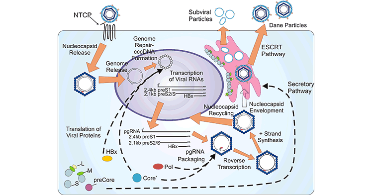 The HBV life cycle