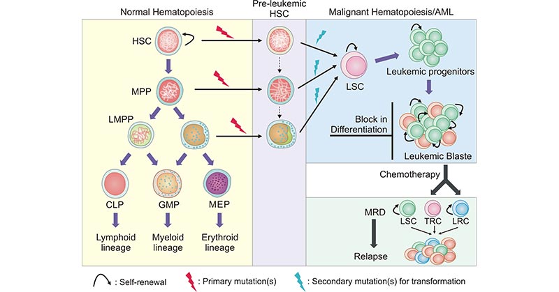Process of normal hematopoiesis and leukemogenesis