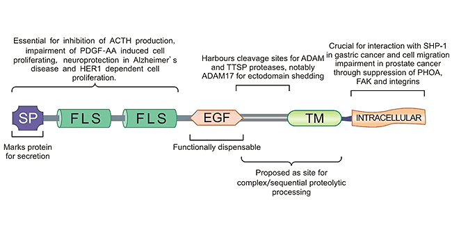 TMEFF2 structure