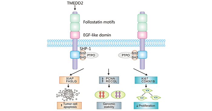 The mechanism of TMEFF2 in gastric cancer