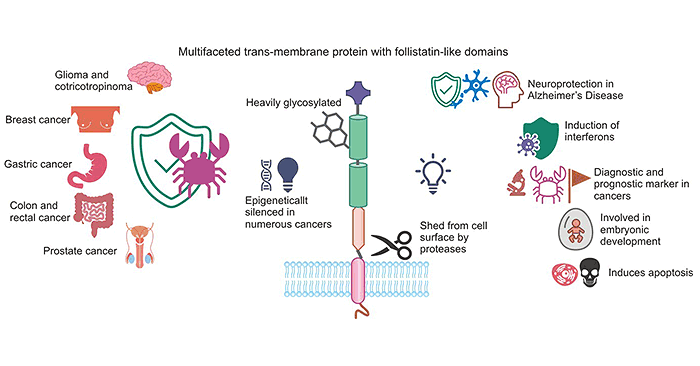 The role of TMEFF2 in cancer therapy