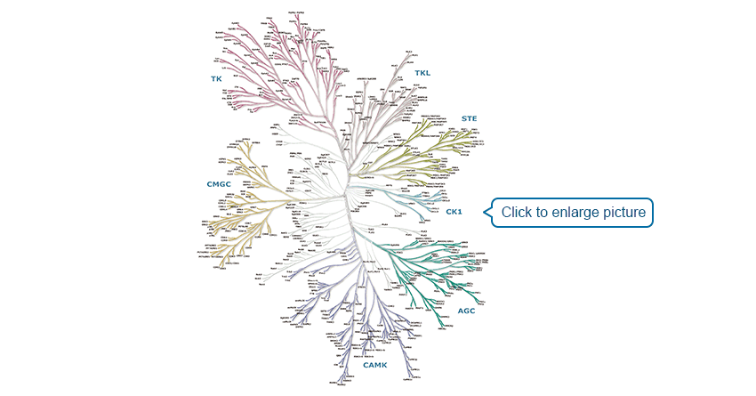 Phylogenetic tree of a full superfamily of human protein kinases