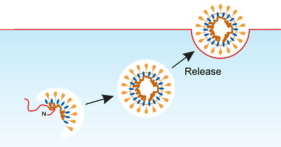 Nanoparticle platform