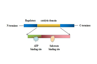 Protein Kinases Overview: definition, types, function, diseases, treatment, etc.
