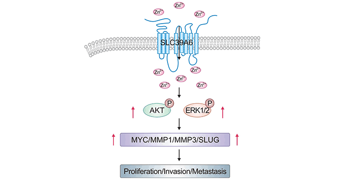 SLC39A6/ZIP6: a Key Member of Zinc Transporters, a Novel Targeting Antigen of ADC!