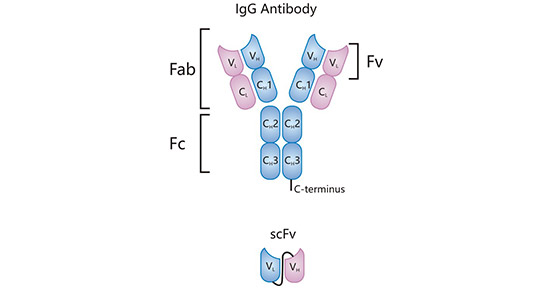 IgG Antibody