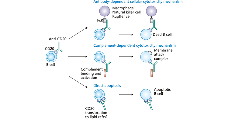 Anti-CD20 monoclonal antibody drugs for BCL treatment