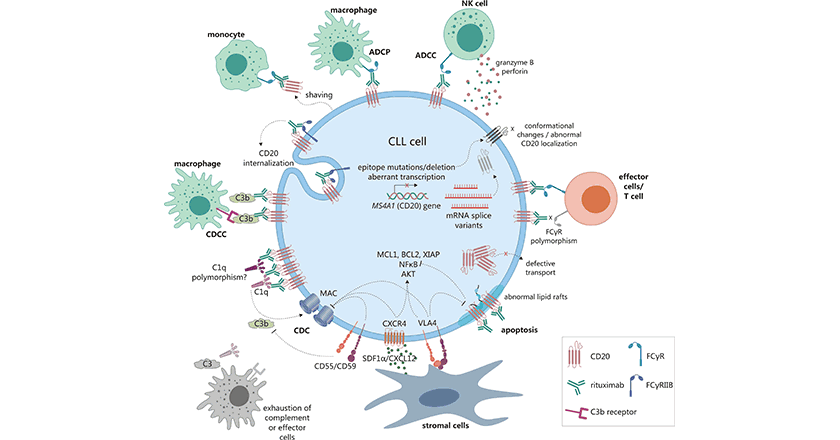 The mechanisms of anti-CD20 monoclonal antibodies in tumors