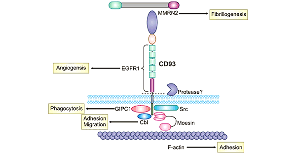 Structure of CD93