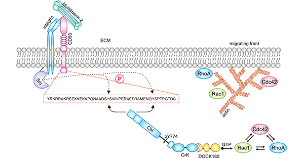 Shows the migration of the CD93 signaling pathway in ECs