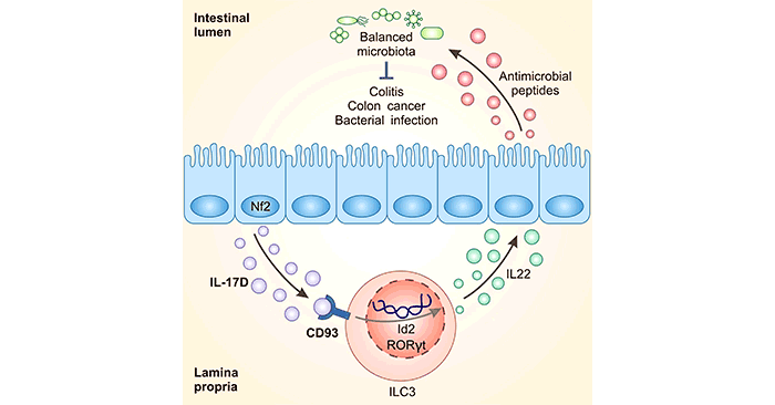 Intestinal epithelial cell-derived IL-17D becomes a key factor for regulating the function of ILC3s and intestinal homeostasis by binding to the receptor CD93