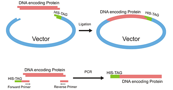 Addition of His-tag to a protein