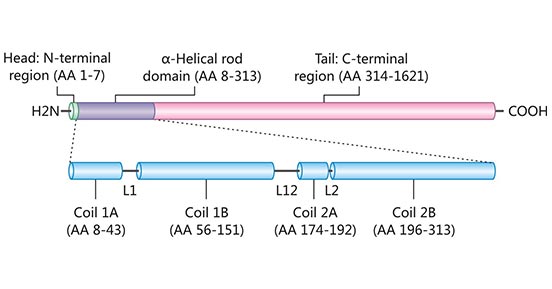 Domain structure of Nestin