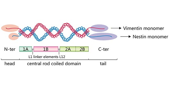 Nestin-vimentin dimer