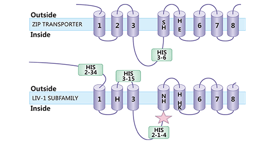 SLC39A6 structure