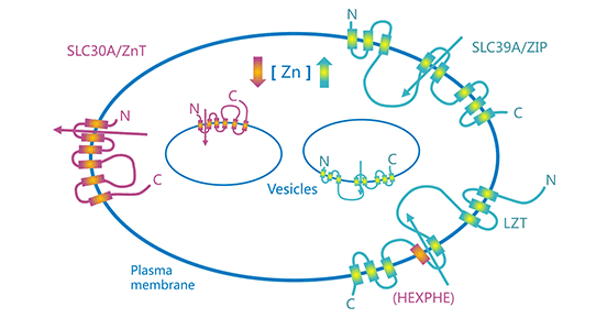 Schematic illustration of cellular zinc transport
