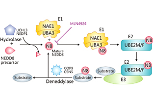  NEDD8, An Important Target in Adipogenesis and Cancer Treatment