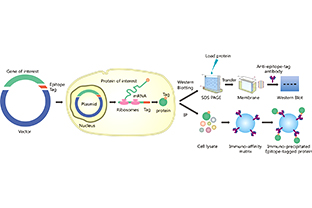 Epitope Tags Overview