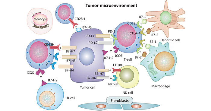 B7 family proteins and cancer