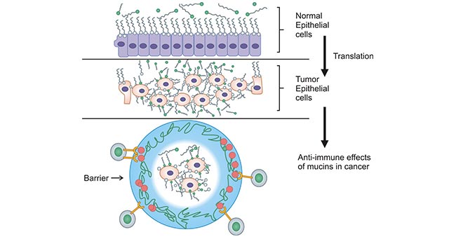 Expression of mucins on normal versus tumor epithelial cells