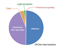 GPCR main function