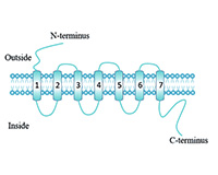 G protein-Coupled Receptor