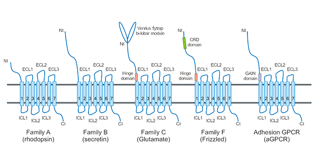  GPCR classification and structure