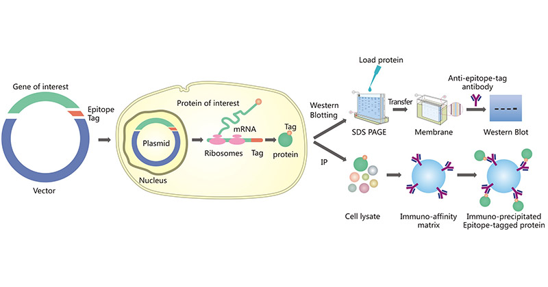 Epitope tagging of proteins and common application of epitope tagged proteins