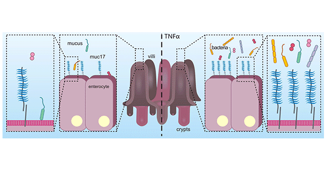 MUC17 plays a defensive role in inflammation