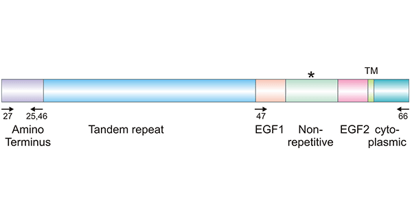 MUC17 structure