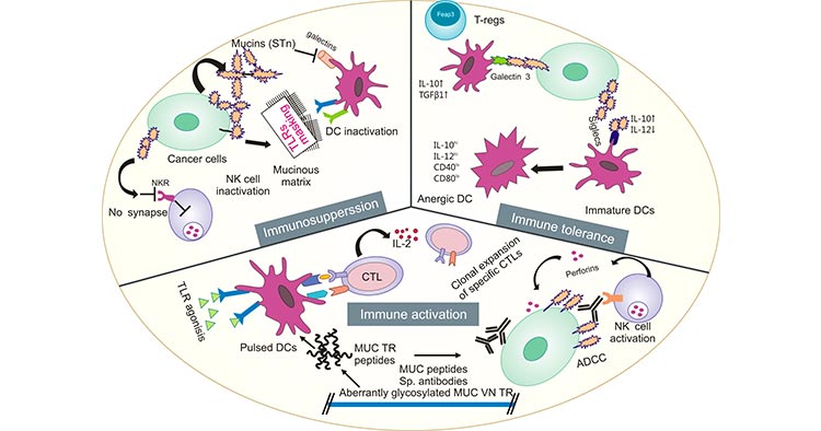 Mucins play an important role in tumor development