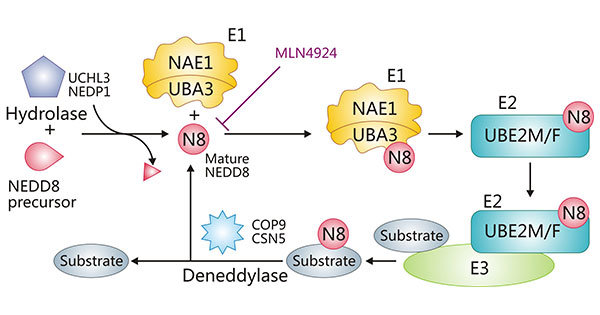 The schematic representation of NEDD8 activation, conjugation, and deneddylation